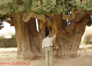 مسن ترین درخت جهان