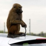 تست میمون: جدیدترین آزمون هیوندای